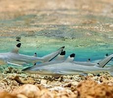 Black tip reef Shark