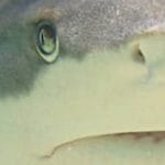 Black tip reef Shark