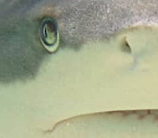 Black tip reef Shark