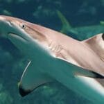 Black tip reef Shark