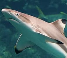 Black tip reef Shark