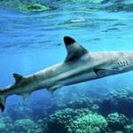 Black tip reef Shark