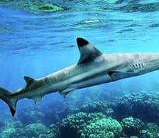 Black tip reef Shark