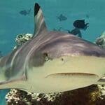Black tip reef Shark