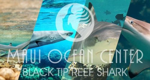 BLACK TIP REEF SHARK