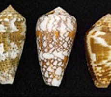 Cone Snail