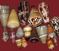 Cone Snail