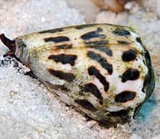 Cone Snail