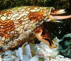 Cone Snail