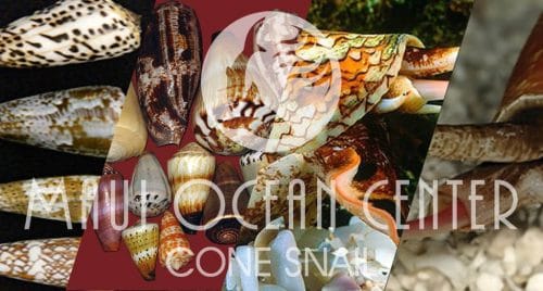 CONE SNAIL