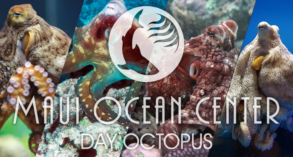 Day octopus