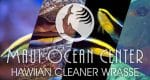 HAWIIAN CLEANER WRASSE