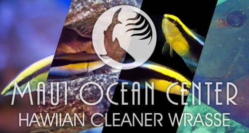 HAWIIAN CLEANER WRASSE