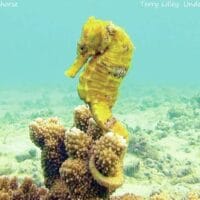 Hawaiian smooth seahorse