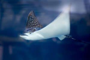 Hawaiian spotted eagle ray