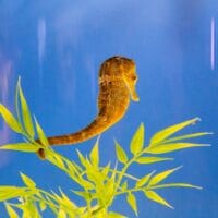 Hawaiian smooth seahorse