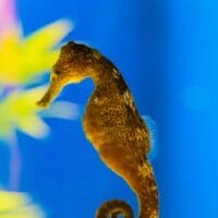 Hawaiian smooth seahorse