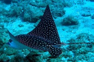 Hawaiian spotted eagle ray