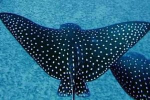 Hawaiian spotted eagle ray