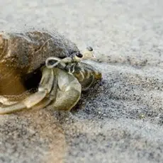 Hermit Crabs Hermit Crabs