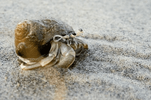 HERMIT CRABS