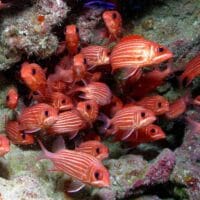 Hawaiian squirrelfish