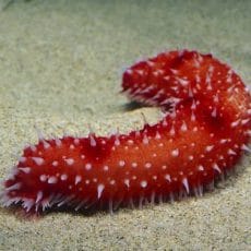 Sea Cucumber