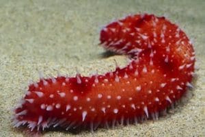 SEA CUCUMBER