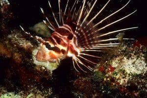 Hawaiian turkey fish