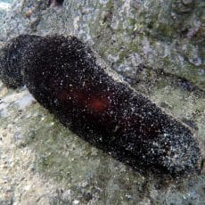 Sea Cucumber