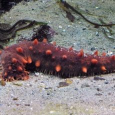 Sea Cucumber