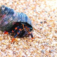 Hermit Crabs