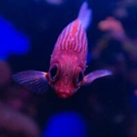 Hawaiian squirrelfish