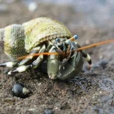 Hermit Crabs