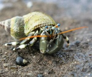 HERMIT CRABS