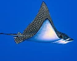 Hawaiian spotted eagle ray