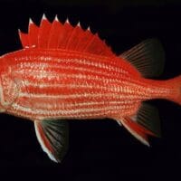 Hawaiian squirrelfish