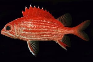 Hawaiian squirrelfish
