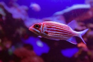 Hawaiian squirrelfish