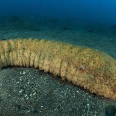 Sea Cucumber