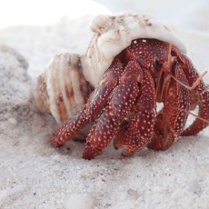 Hermit Crabs