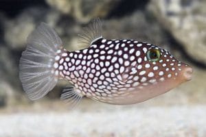 HAWAIIAN WHITE SPOTTED TOBY