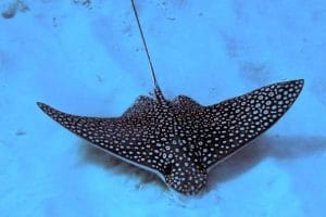 Hawaiian spotted eagle ray