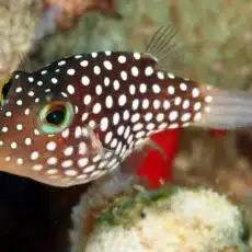 OLYMPUS DIGITAL CAMERA Hawaiian white spotted toby