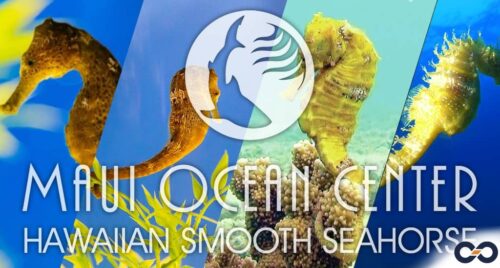 Hawaiian smooth seahorse