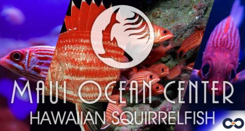 Hawaiian squirrelfish