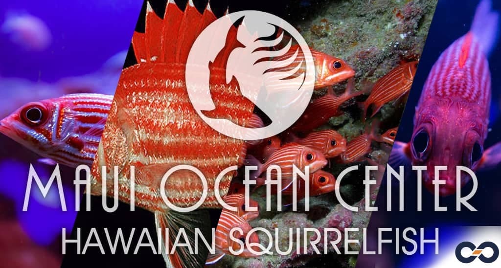 Hawaiian squirrelfish