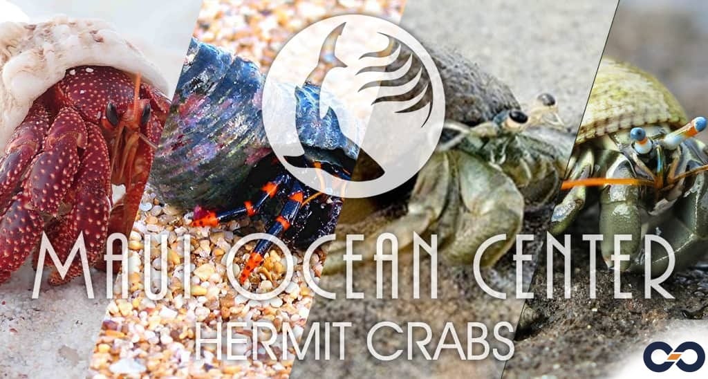 Hermit Crabs