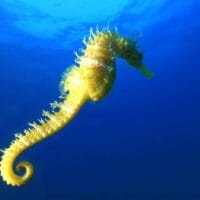 Hawaiian smooth seahorse