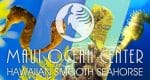 HAWAIIAN SMOOTH SEAHORSE